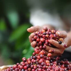 Nescafé Dolce Gusto Latte Macchiato Capsules - 90 Koffiecups 11 Nescafé Dolce Gusto Latte Macchiato Capsules - 90 Koffiecups -Koffiedranken 1190x1200