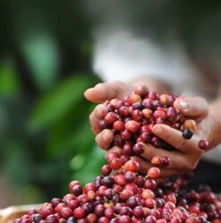 Nescafé Dolce Gusto Cortado Espresso Macchiato Capsules - 90 Koffiecups 15 Nescafé Dolce Gusto Cortado Espresso Macchiato Capsules - 90 Koffiecups -Koffiedranken 1192x1200