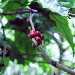 Kopi Luwak Koffie. 35 Gram Ongemalen Bonen. Direct Trade. Single Origin. The Original By Rich.Exclusive. 25 Kopi Luwak Koffie. 35 Gram Ongemalen Bonen. Direct Trade. Single Origin. The Original By Rich.Exclusive. -Koffiedranken 1200x1200 140