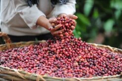 Starbucks Blonde Espresso Roast Koffiebonen - 4 Zakken à 450 Gram -Koffiedranken 1200x798 2