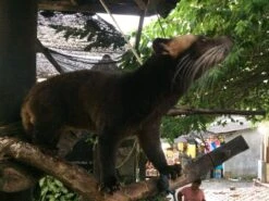 Kopi Luwak Koffie. 35 Gram Ongemalen Bonen. Direct Trade. Single Origin. The Original By Rich.Exclusive. 20 Kopi Luwak Koffie. 35 Gram Ongemalen Bonen. Direct Trade. Single Origin. The Original By Rich.Exclusive. -Koffiedranken 1200x900 2