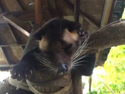 Kopi Luwak Koffie. 35 Gram Ongemalen Bonen. Direct Trade. Single Origin. The Original By Rich.Exclusive. 21 Kopi Luwak Koffie. 35 Gram Ongemalen Bonen. Direct Trade. Single Origin. The Original By Rich.Exclusive. -Koffiedranken 1200x900 3